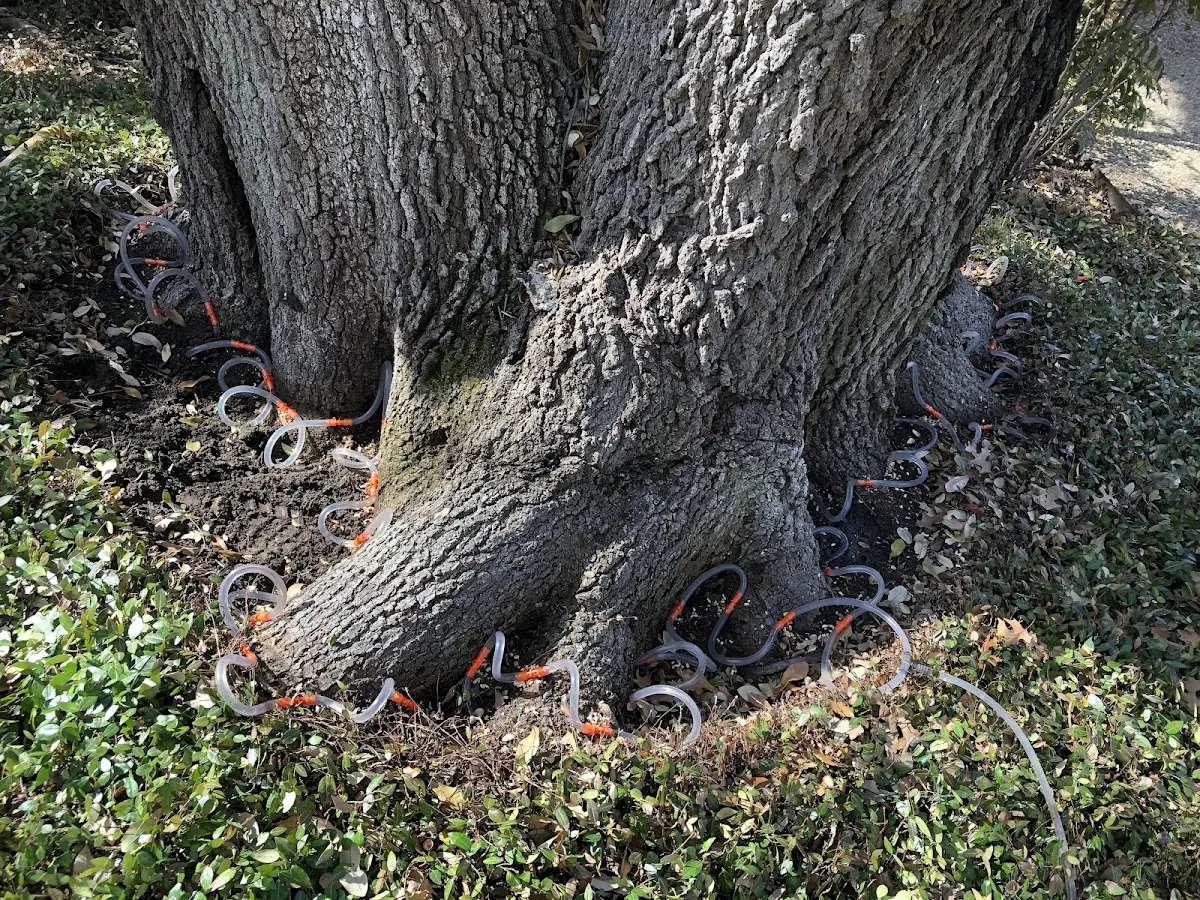 Detailed Tree Cabling and Bracing job site in Coal Township